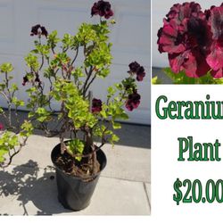 Geranium plant 