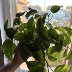 Pothos Plant 