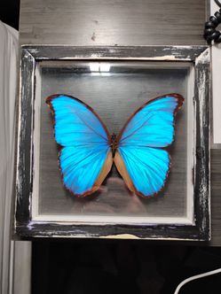 HUGE Taxidermy Butterfly display