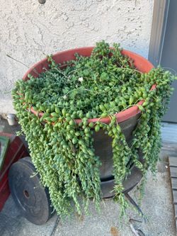 String of pearls