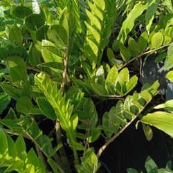 Beautiful Zanzibar ZZ Plant 7gl $45💚🏡