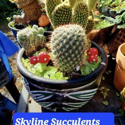 PLANT SALE 
IN  SAN LORENZO  SKYLINE SUCCULENTS 