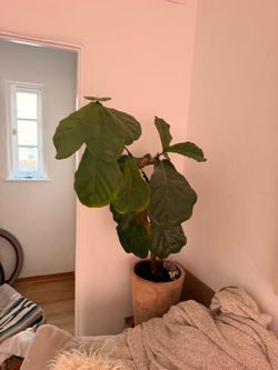 Fiddle fig plant - free (no pot)