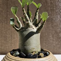 Old Desert Rose (Adenium obesum ) Bonsai Tree