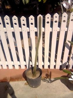 Foxtail cactus