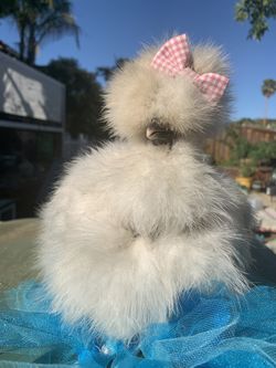 Silkie Bow-Tie 