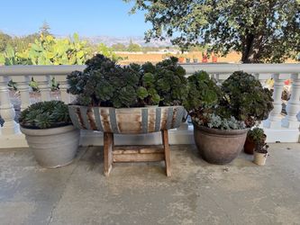 Plants For sale what u see is 200$ for all