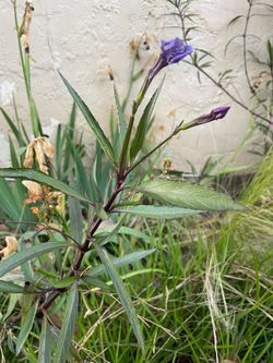 Free Mexican Petunia Cuttings