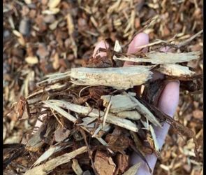 FREE PINE MULCH