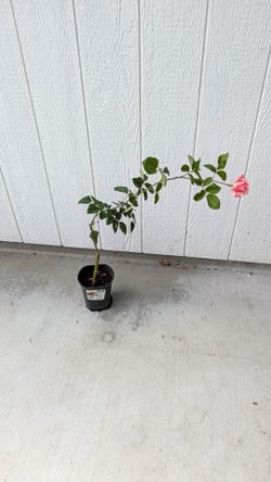 Potted rose plant