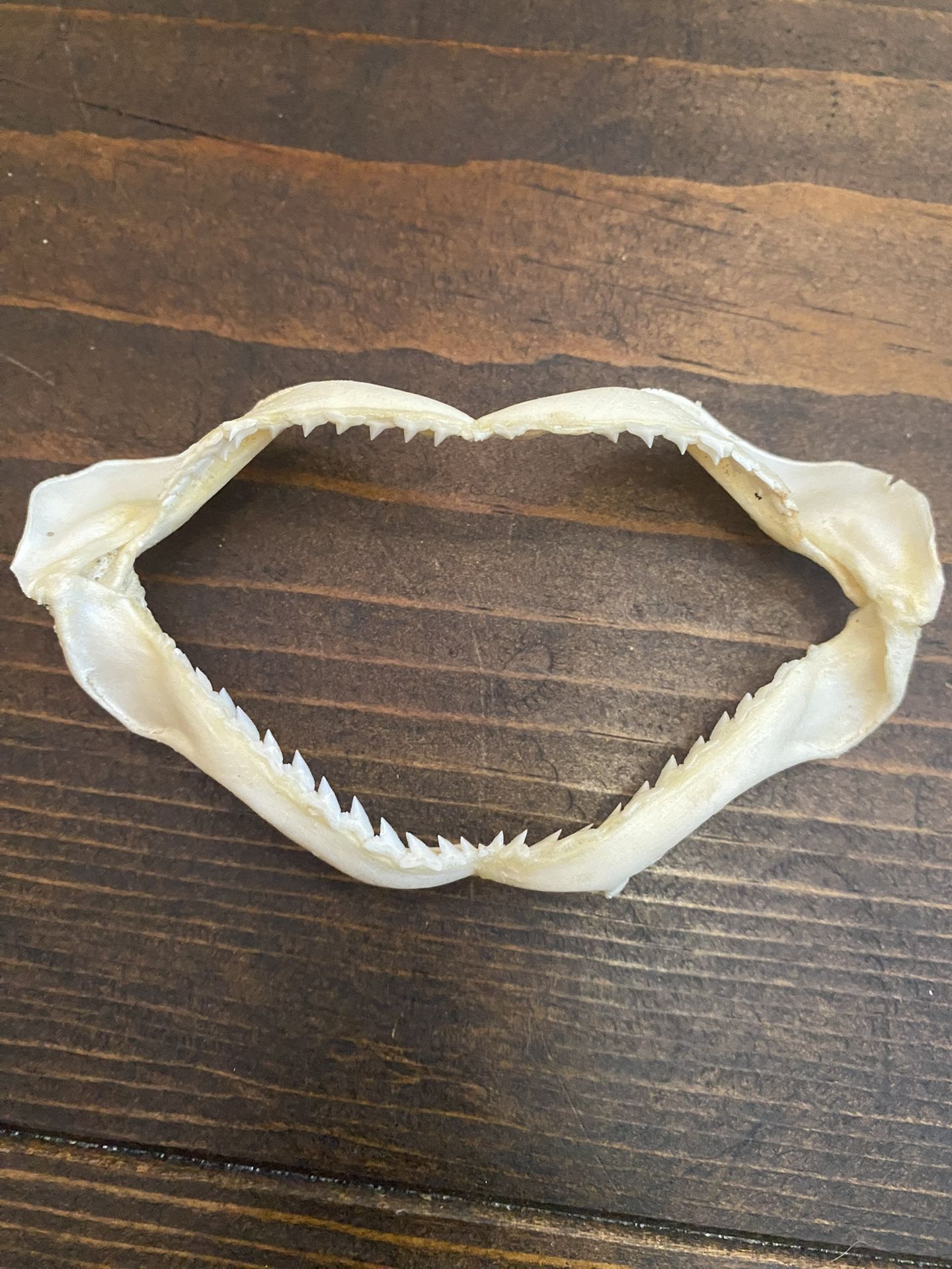 Shark jaw