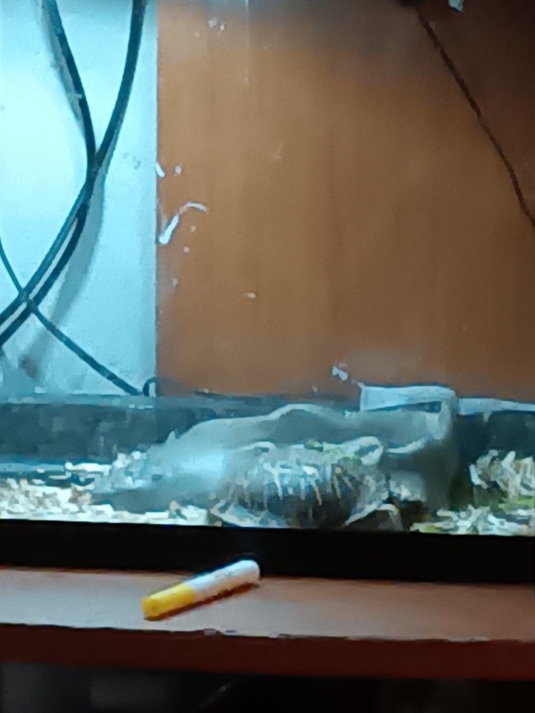 Fish Tank