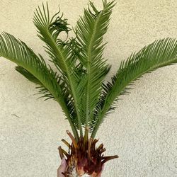 Sago Palm Plant - For Propagation 