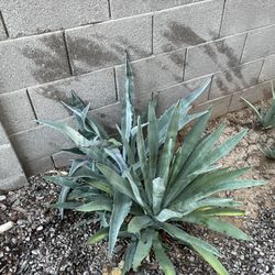 Healthy Blue Agave