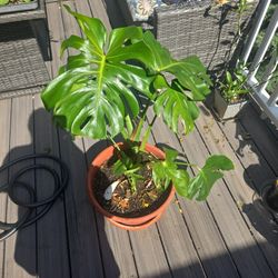 Monstera Deliciosa