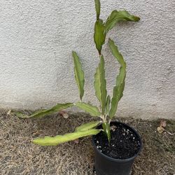 Dragon Fruit