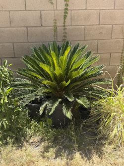 Sago Palm