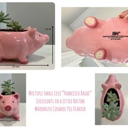 Multiple Small Live “Francesco Baldi” Succulents in a Little Boston Warehouse Ceramic Pig Planter