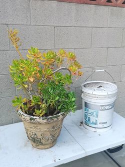 huge easy Care Succulent Patio Plant