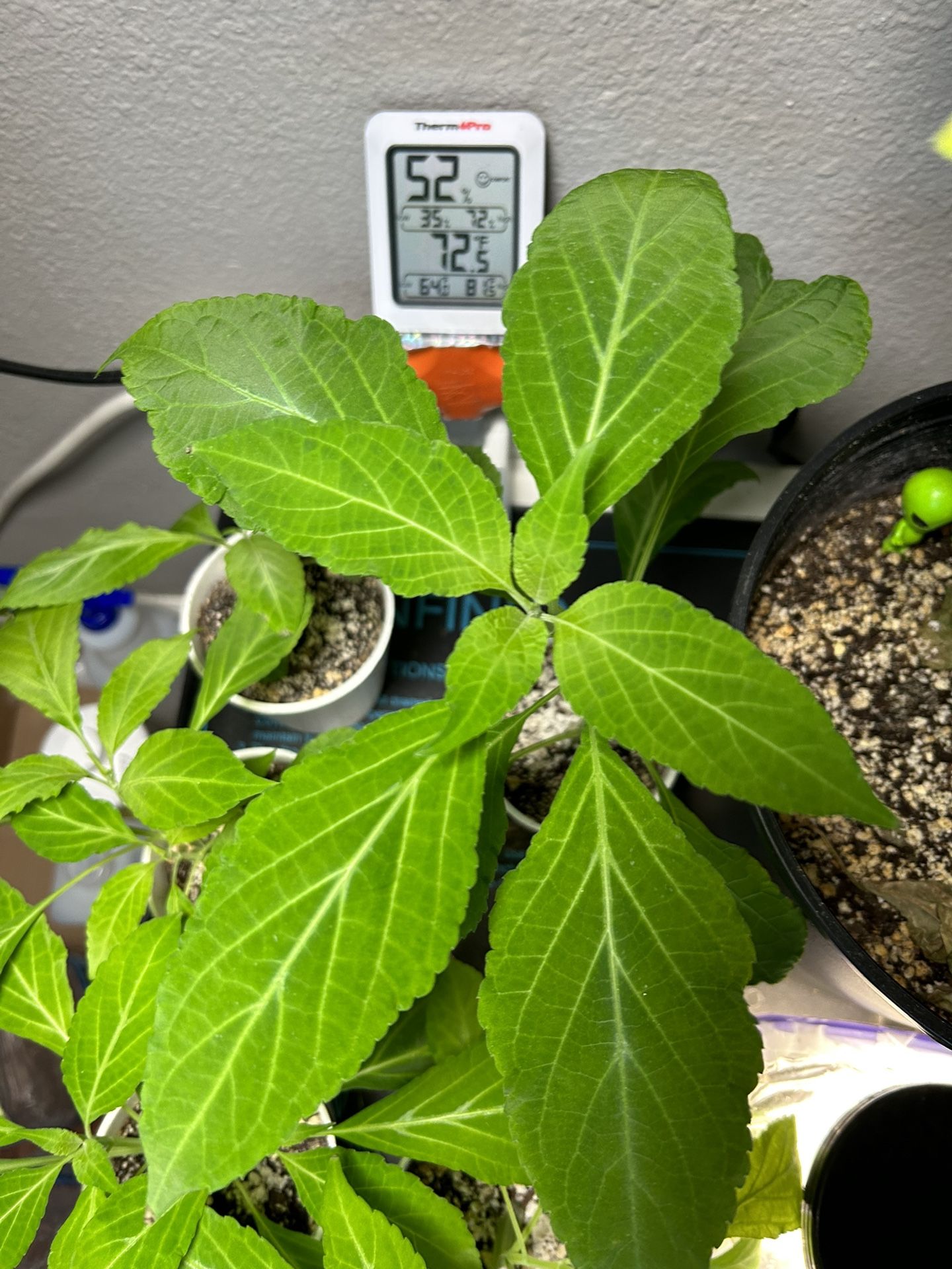 Salvia divinorum plants