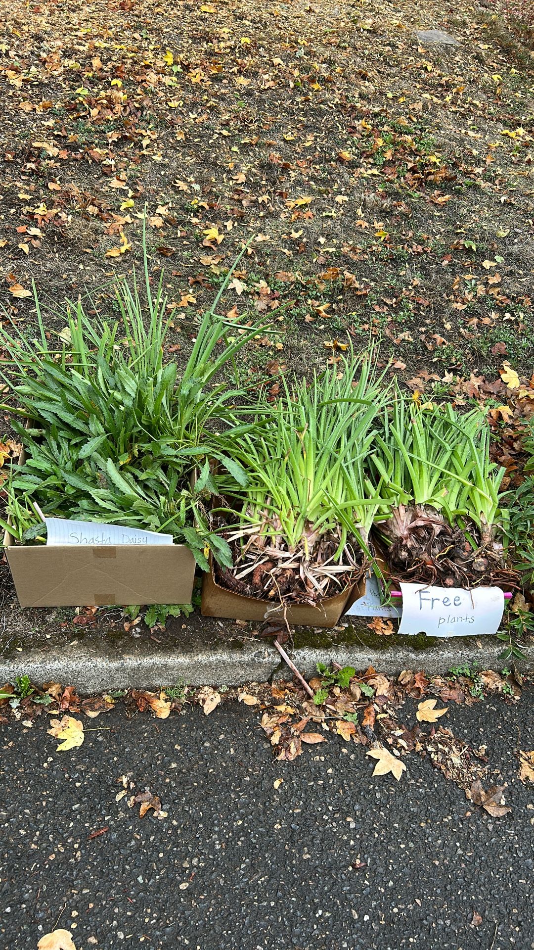 Free Red Hot Poker Plants And Shasta Daisies 