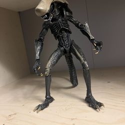Chrysalis Xenomorphs