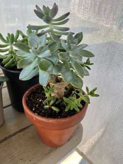 Succulent Plant $8