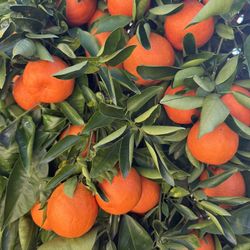 Tangelos - $1 By the Pound - Organically Grown