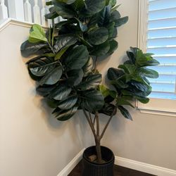Fig Tree (Artificial)