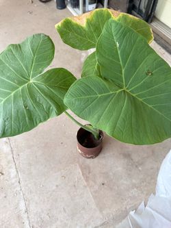 Elephant ear