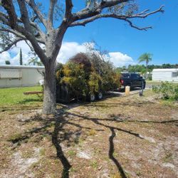 Tree Trimming