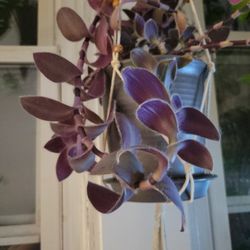 Lots Of Spiderwart Tradescantia Cuttings
