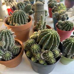 Cactus For Sale