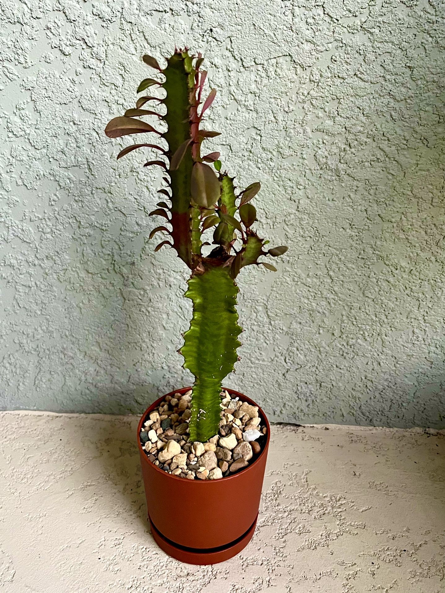 Euphorbia Trigona
