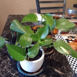 3 Indoor Vine Plants 