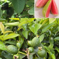 Guava Fruit Trees-Guayaba Fruitales 