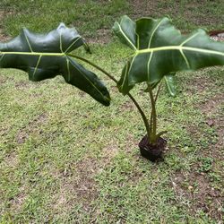 Alocasia Plant