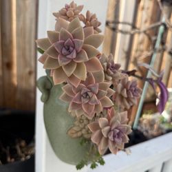 Succulents In Hanging Pot 