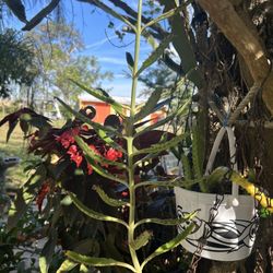 Planta Suculenta 