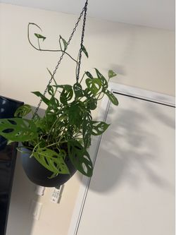 Swiss cheese philodendron hanging plant