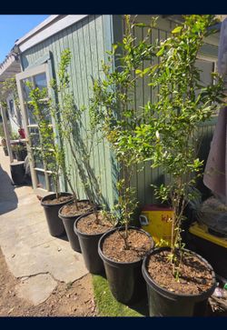 Pomegranate tree