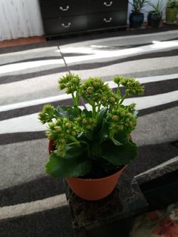 Beautiful Kalanchoe indoor and outdoor plant