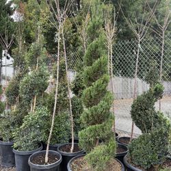 Double Spiral Juniper 