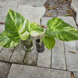 Hawaiian Golden Pothos Propagation Plants 