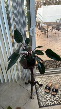Beautiful plant