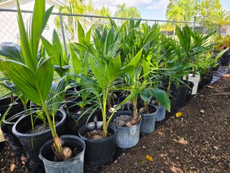 Coconut palms $10-20
