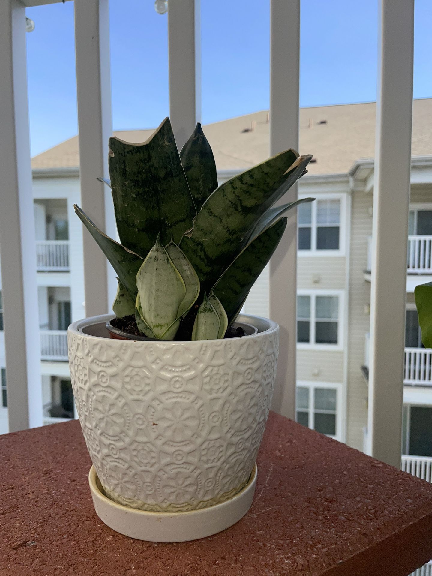 Snake Plant With Plantar