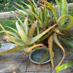Super Large Aloe Vera In A Large Ceramic Pot 