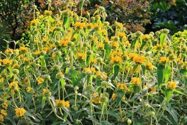Jerusalem Sage