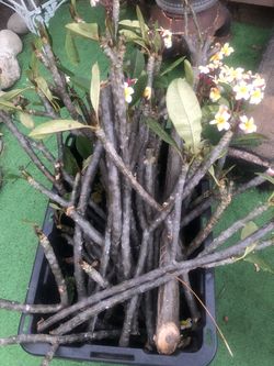 Frangipani (Plumeria) Cutttings